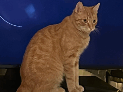 Zaginął kotek Rudi NAGRODA 500 PLN