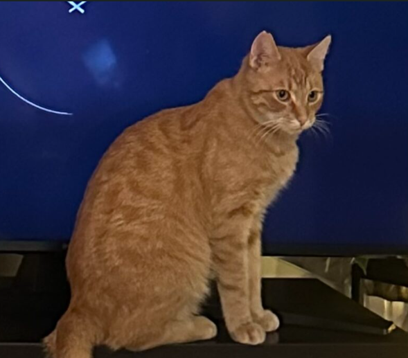 Zaginął kotek Rudi NAGRODA 500 PLN