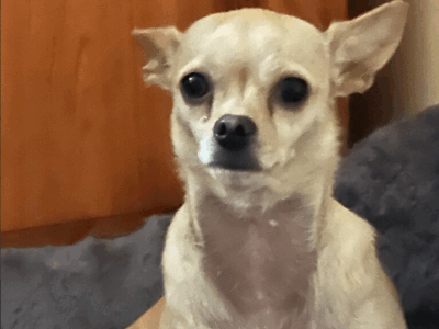 Zaginął piesek Chihuahua