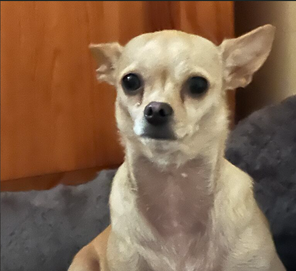 Zaginął piesek Chihuahua