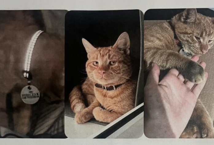 Zaginął kotek Tomczyk