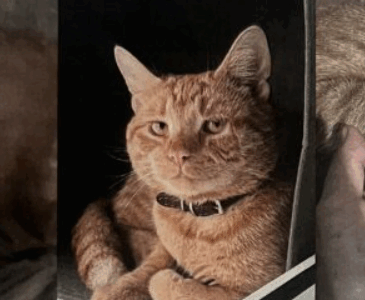 Zaginął kotek Tomczyk