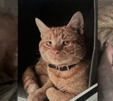 Zaginął kotek Tomczyk