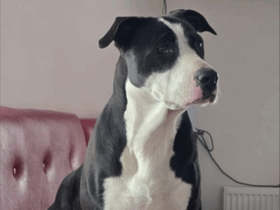 Zaginęła Frida ! Nagroda pieniężna dla znalazcy