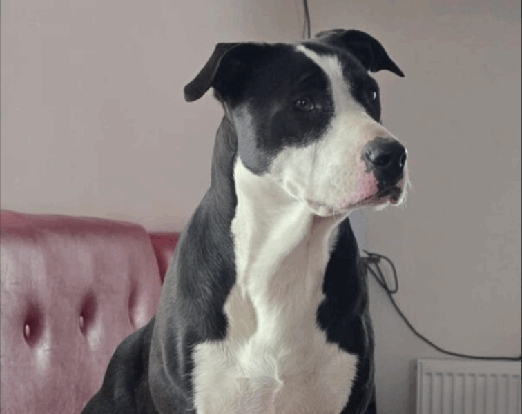 Zaginęła Frida ! Nagroda pieniężna dla znalazcy