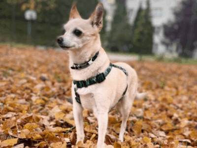 Zaginął piesek BOHUN ! NAGRODA !