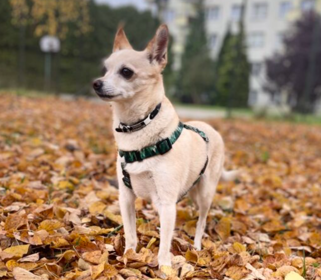 Zaginął piesek BOHUN ! NAGRODA !
