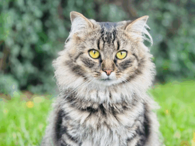 Zaginęła kotka Fruzia