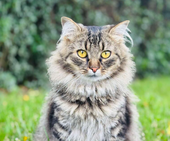 Zaginęła kotka Fruzia