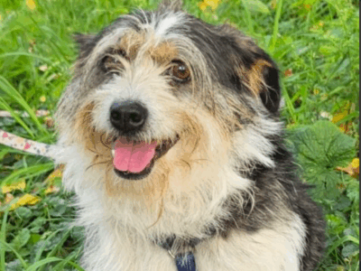 Szukamy Pieska Łatka