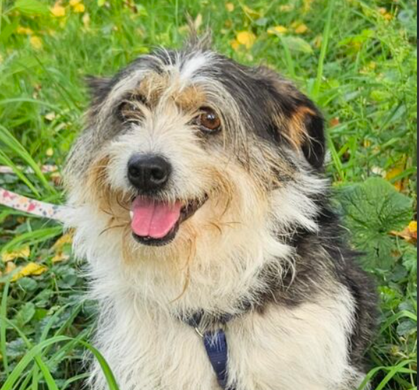 Szukamy Pieska Łatka