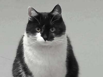 Szukamy kotki Luśki