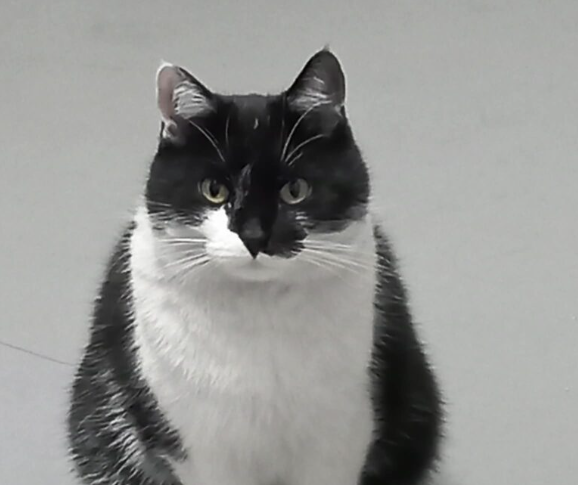 Szukamy kotki Luśki
