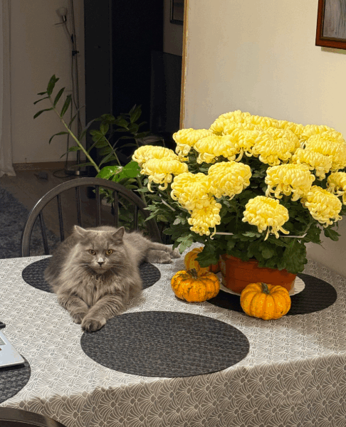 Zaginęła Brytyjska Długowłosa Kotka