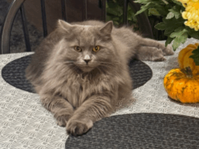 Zaginęła Brytyjska Długowłosa Kotka