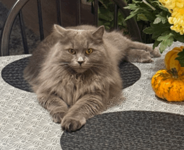 Zaginęła Brytyjska Długowłosa Kotka