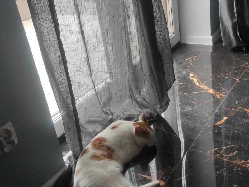 Zaginął kot Puli/Puliś