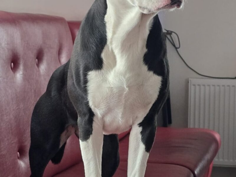 Zaginęła Frida ! Nagroda pieniężna dla znalazcy