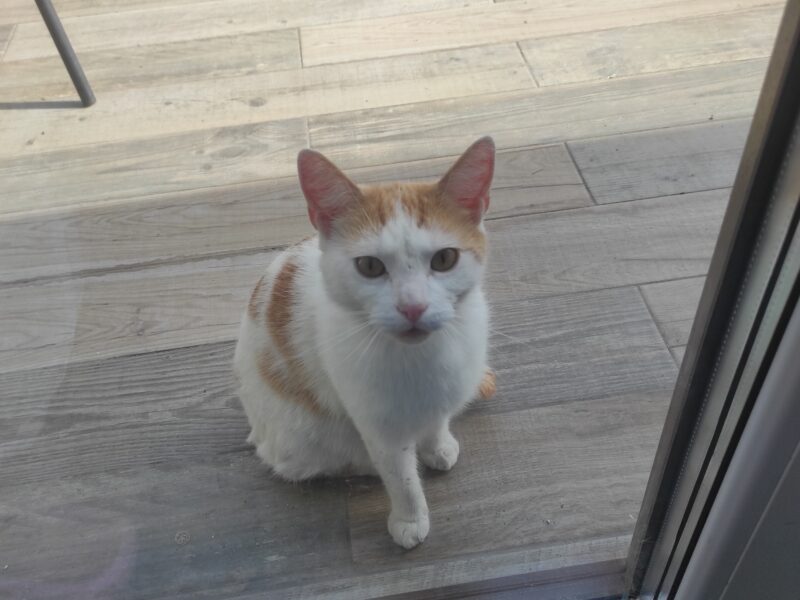 Zaginął kot Puli/Puliś