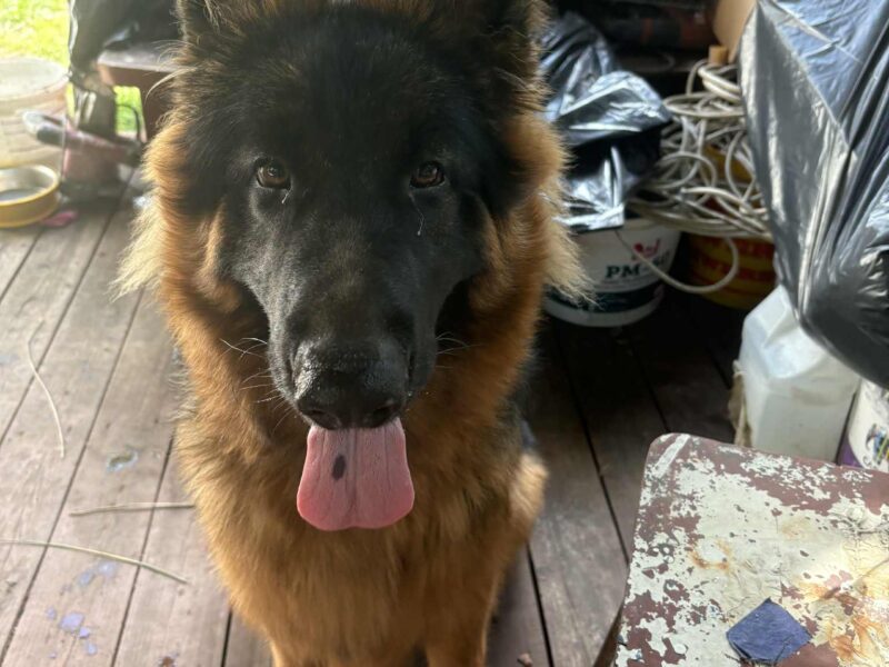 ZAGINĄŁ OWCZAREK NIEMIECKI ALEX