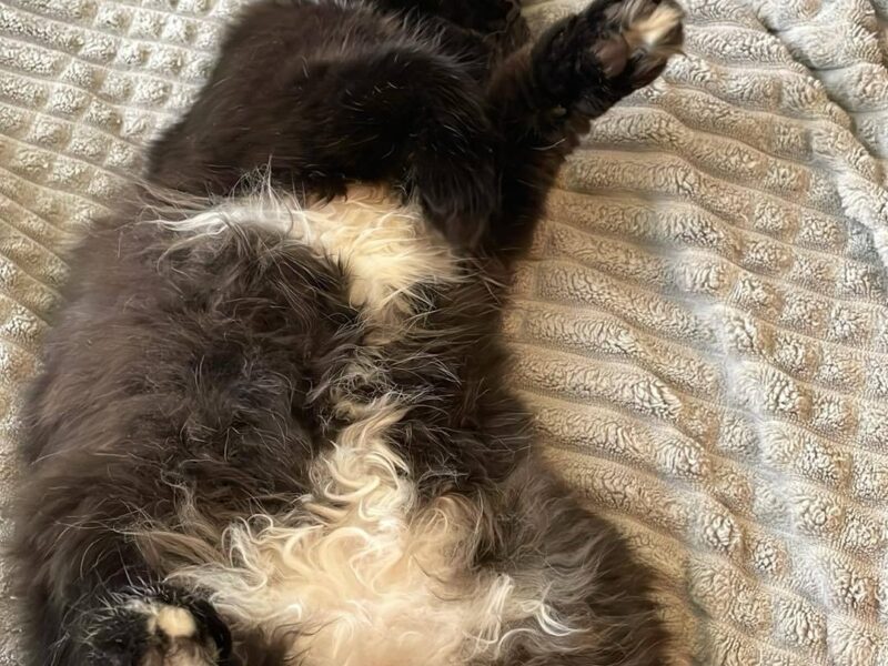 Zaginęła kotka Mia ! Nagroda !