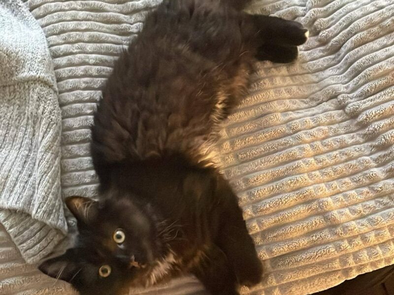 Zaginęła kotka Mia ! Nagroda !