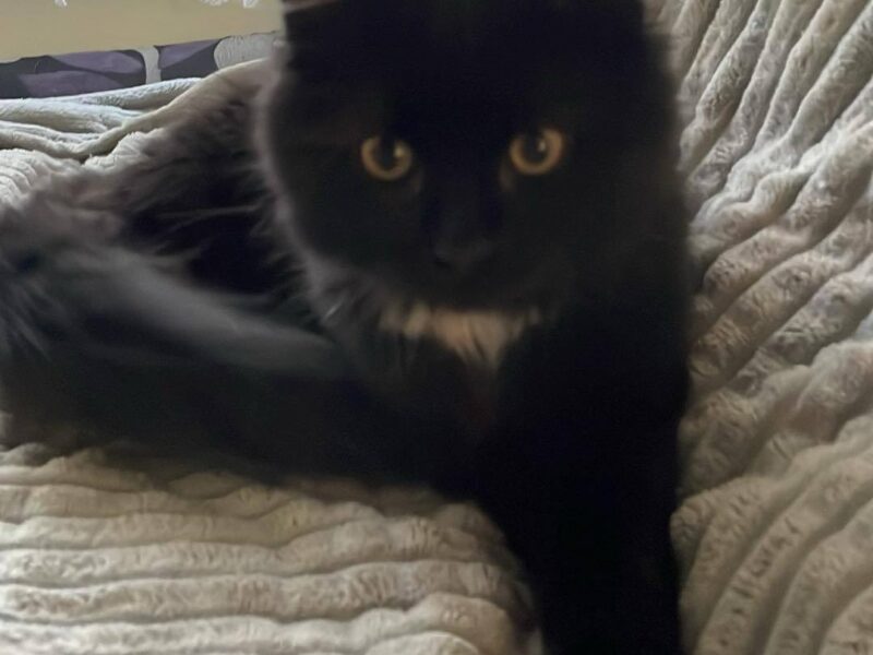 Zaginęła kotka Mia ! Nagroda !