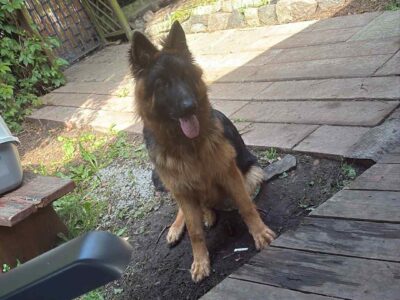 ZAGINĄŁ OWCZAREK NIEMIECKI ALEX