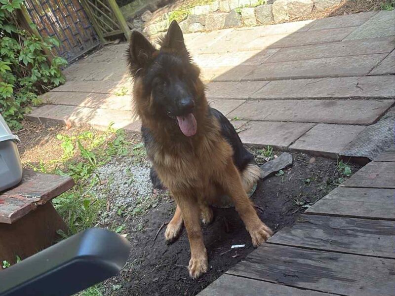 ZAGINĄŁ OWCZAREK NIEMIECKI ALEX