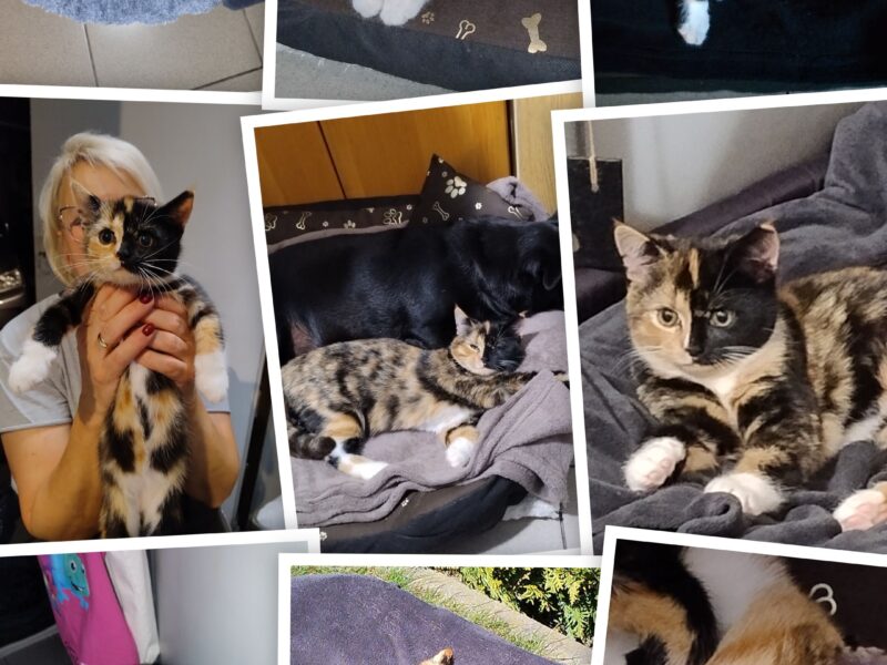 Zaginęła Kotka Kasia