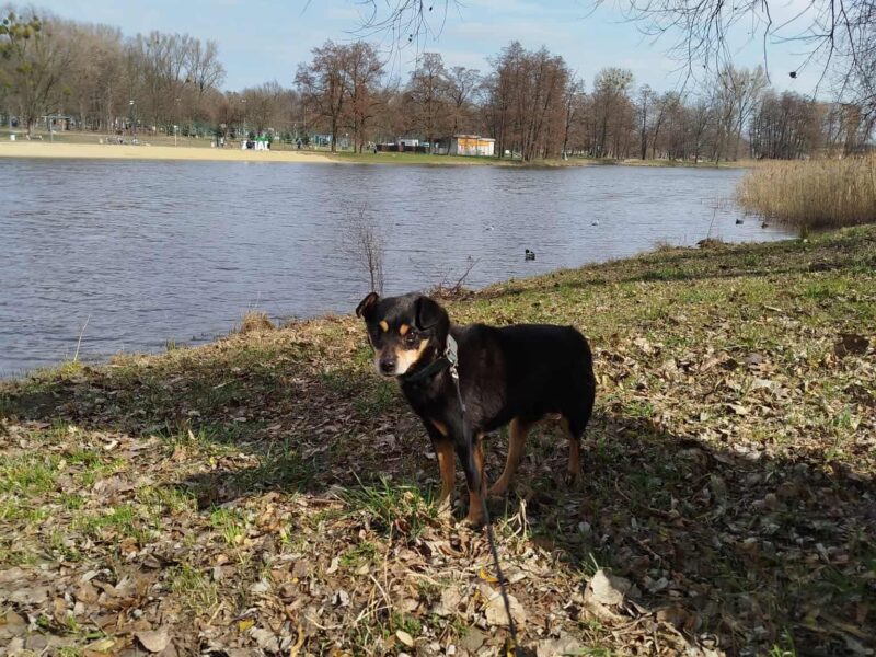 Zaginął piesek Riko