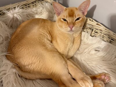 Zaginął kot Cookie