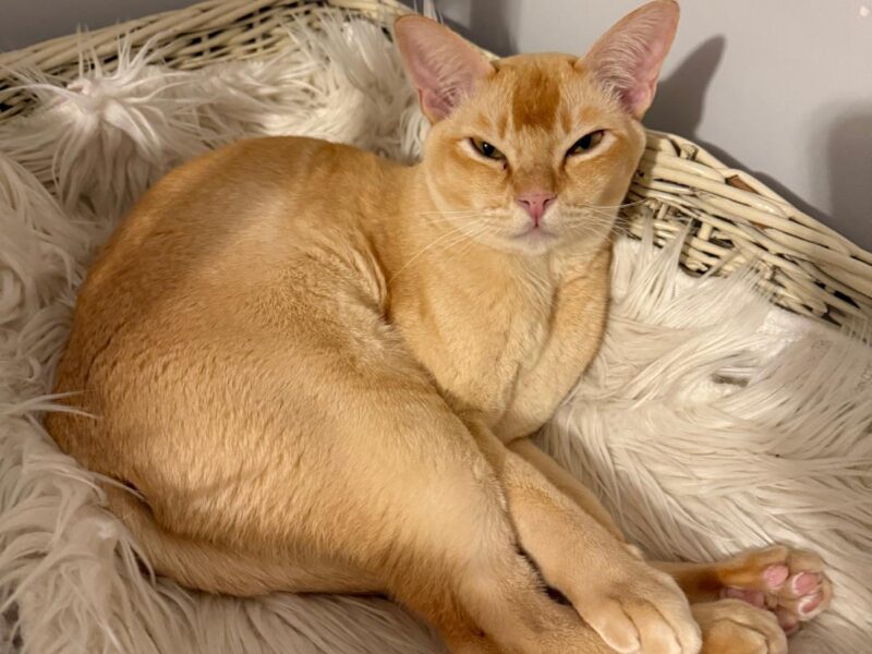 Zaginął kot Cookie