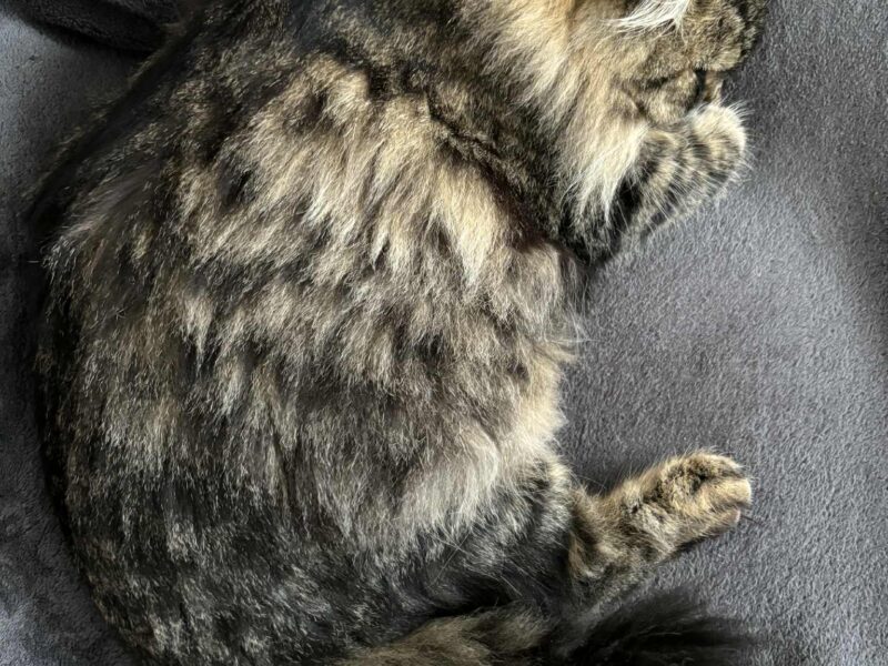 Zaginęła kotka Fruzia