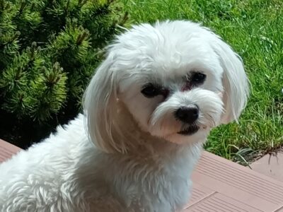 Proszę o pomoc w znalezieniu mojego pieska