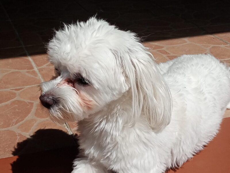 Zaginął piesek Maksiu