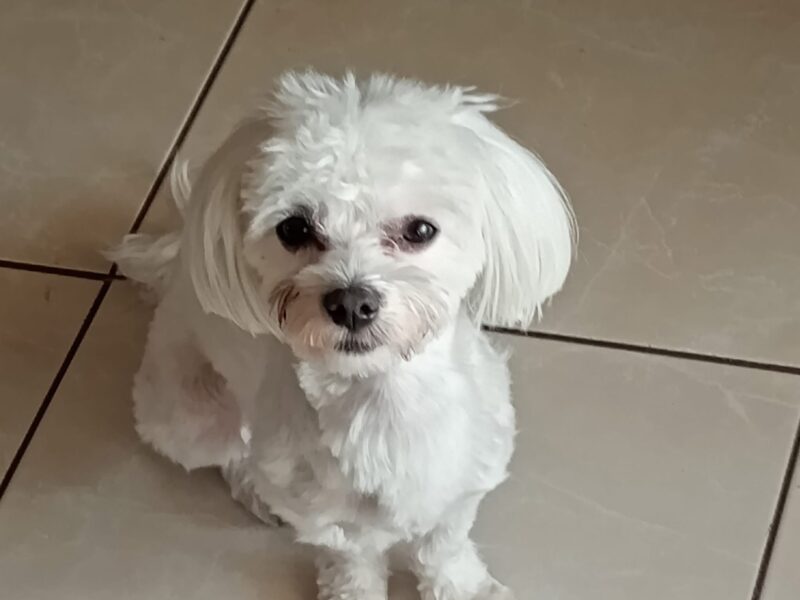 Zaginął piesek Maksiu