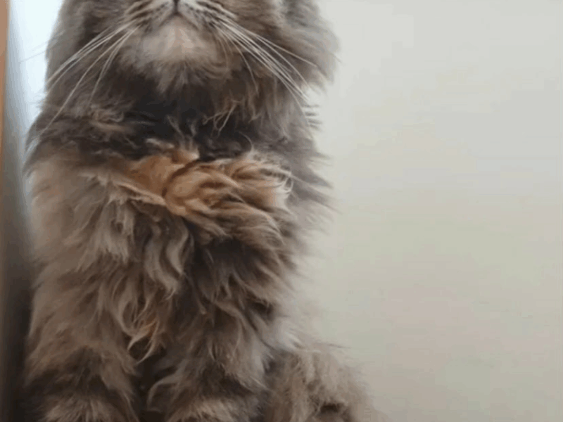 Zaginęła kotka Kitsu