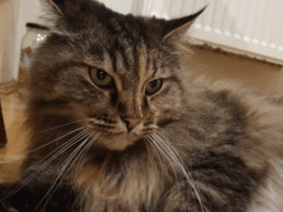 Zaginęła kotka Kitsu