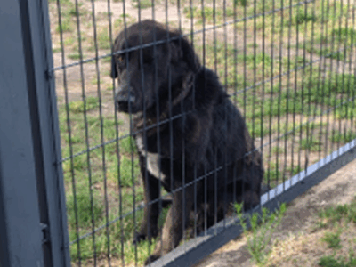 Zaginął piesek Batman