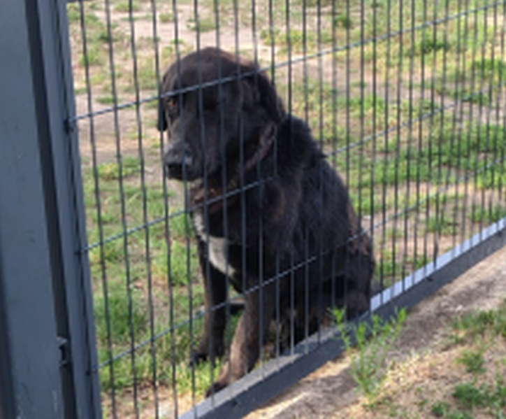 Zaginął piesek Batman