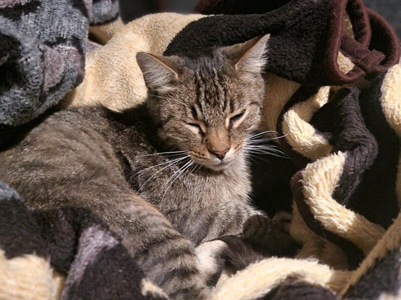 ZAGINĄŁ KOT KISIEL