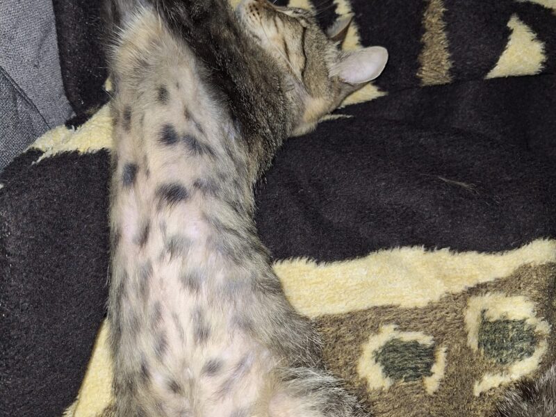 ZAGINĄŁ KOT KISIEL