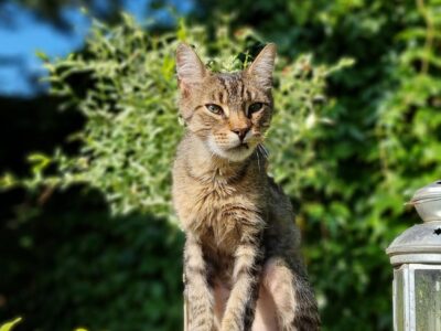 ZAGINĄŁ KOT KISIEL