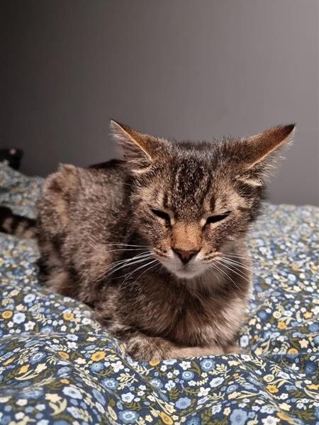 ZAGINĄŁ KOT KISIEL