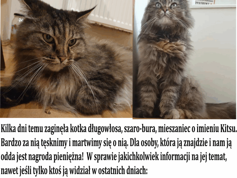 Zaginęła kotka Kitsu
