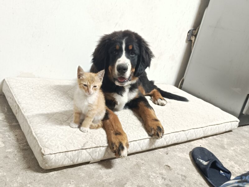 Zaginął Piesek Berni