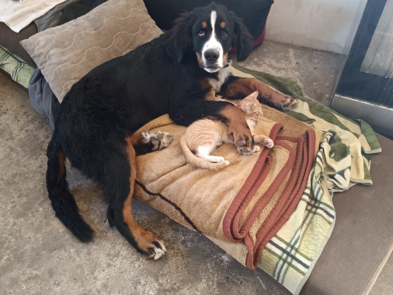 Zaginął Piesek Berni