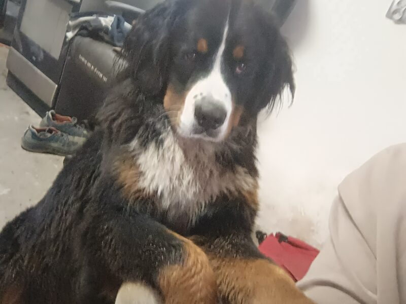 Zaginął Piesek Berni