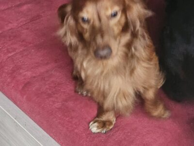 Zaginął Piesek Badi